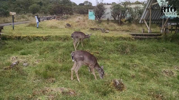 El Venado De Cola Blanca Est En Peligro De Extinci N Te Vas A